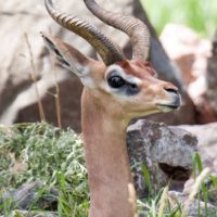 Woody, Gerenuk antelope